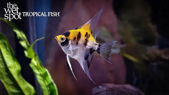 Koi angelfish (Pterophyllum scalare)