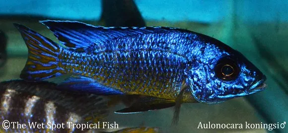 Konings' peacock (Aulonocara koningsi)