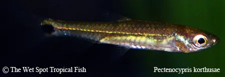 Korthaus rasbora (Pectenocypris korthausae)