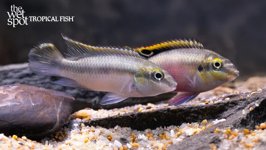 Kribensis (Pelvicachromis pulcher)