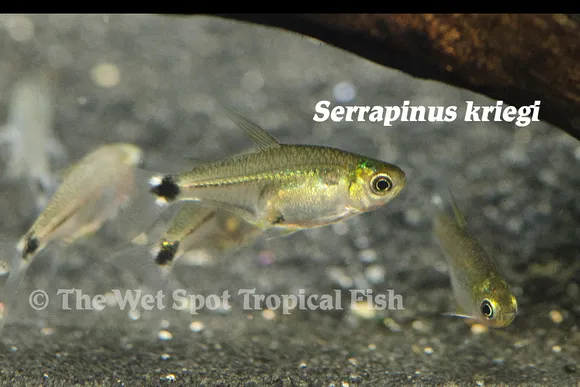 Krieg's tetra (Serrapinnus kriegi)