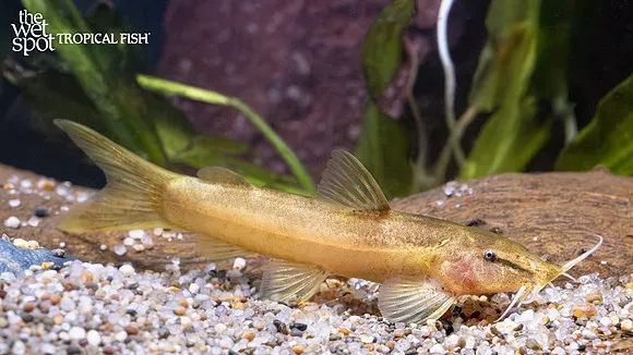 Kuhli cat (Amphilius platychir)