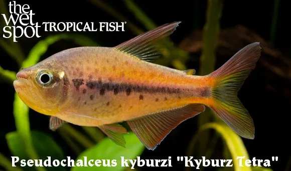 Kyburz tetra (Pseudochalceus kyburzi)