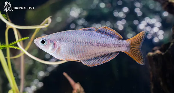 Lake Furnusu rainbowfish (Melanotaenia mairasi)