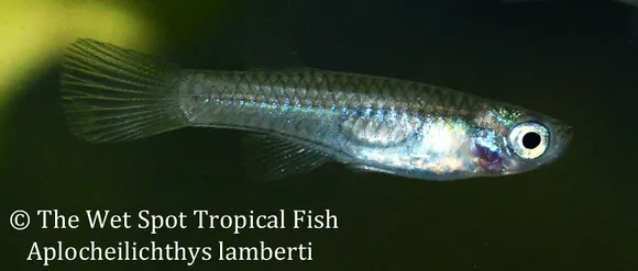 Lambert's lampeye (Rhexipanchax lamberti)
