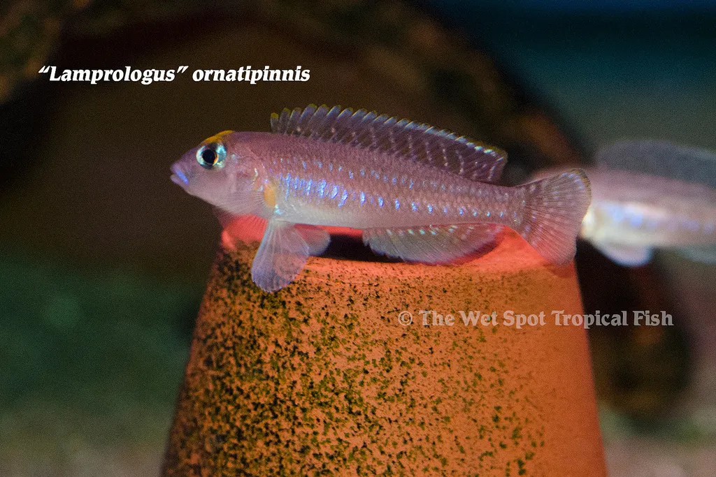 Ornate shell dweller (Lamprologus ornatipinnis)