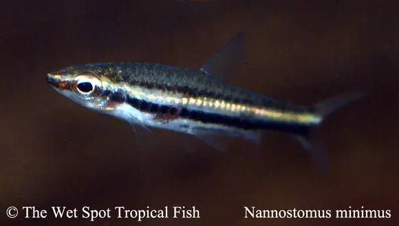 Least pencilfish (Nannostomus minimus)