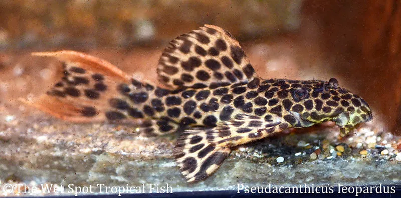 Leopard Cactus Pleco (L114) (Pseudacanthicus cf. leopardus)