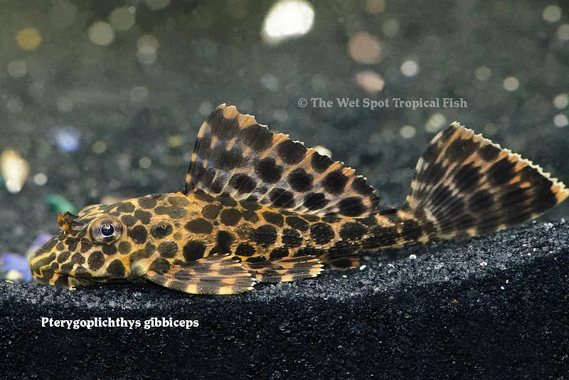 Leopard sailfin pleco (Pterygoplichthys gibbiceps)