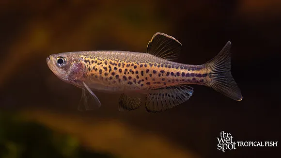 Leopard zebra danio (Danio rerio)