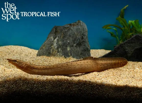Liberian spiny eel (Mastacembelus liberiensis)