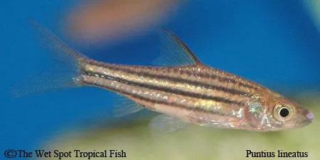 Lined barb (Striuntius lineatus)