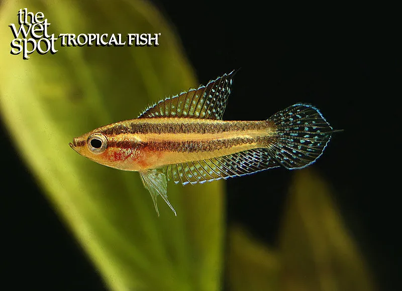 Linke's licorice gourami (Parosphromenus linkei)