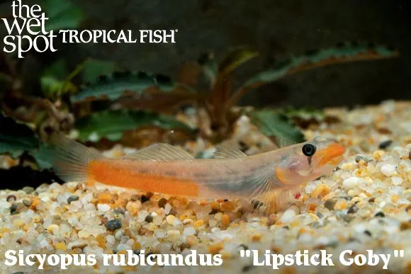 Lipstick goby (Sicyopus rubicundus)