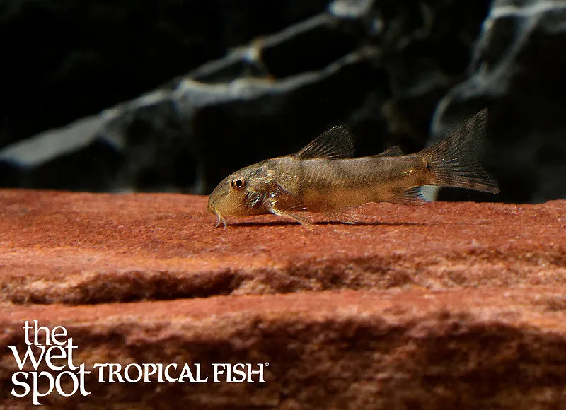 Loach catfish (Aspidoras rochai)