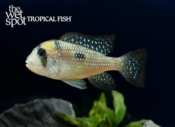 Longbody eartheater (Gymnogeophagus mekinos)