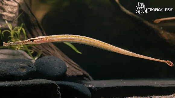 Longmouth pipefish (Doryichthys heterosoma)