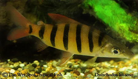 Longnose distichodus (Distichodus lusosso)