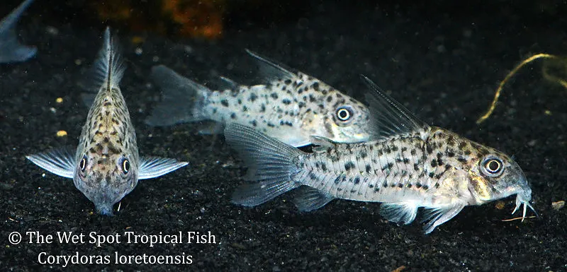 Loreto cory (Hoplisoma loretoense)