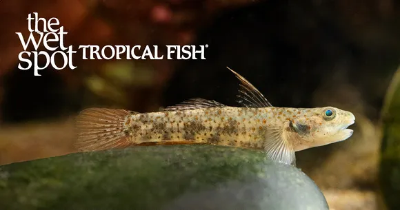 Lumbantobing goby (Pseudogobiopsis lumbantobing)