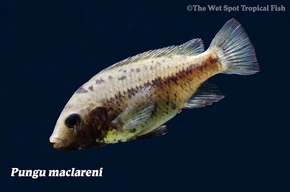 Maclareni pungu (Pungu maclareni)