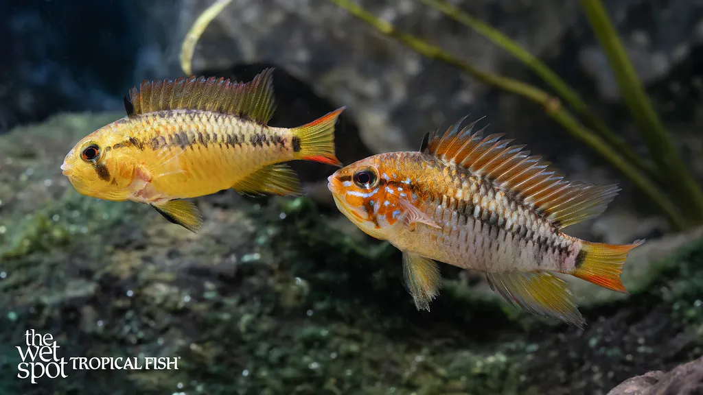 Macmaster's dwarf cichlid (Apistogramma macmasteri)