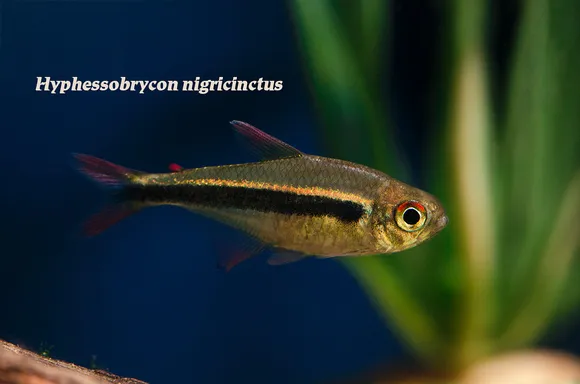 Madre de Dios tetra (Hyphessobrycon nigricinctus)
