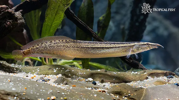 Mae Klong spiny eel (Macrognathus meklongensis)
