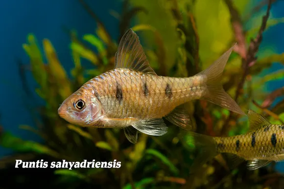 Maharaja barb (Puntius sahyadriensis)