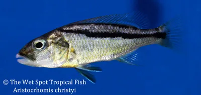 Malawi hawk cichlid (Aristochromis christyi)