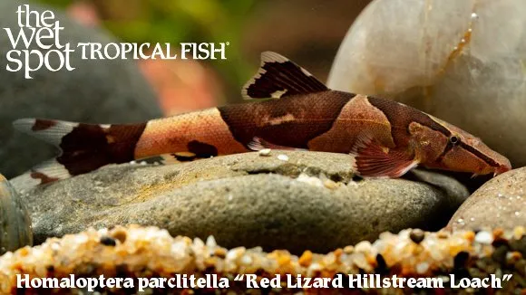 Malayan lizard loach (Homaloptera parclitella)