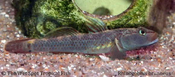 Mandarin rhinogobius (Rhinogobius brunneus)