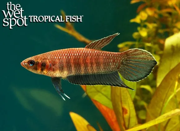 Mandor betta (Betta mandor)