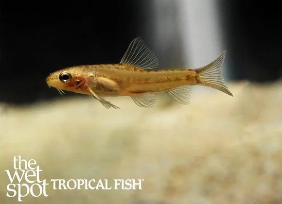 Mango loach (Physoschistura mango)