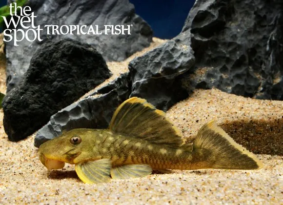 Mango pleco (Baryancistrus chrysolomus)