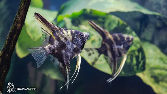 Marble angelfish (Pterophyllum scalare)