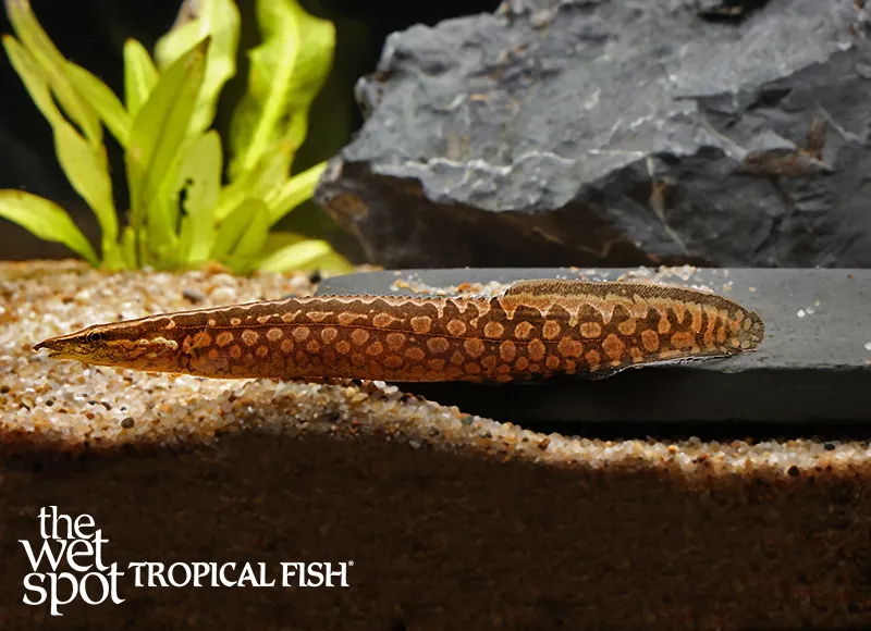 Marbled spiny eel (Mastacembelus favus)