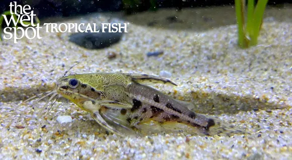 Marbled talking catfish (Amblydoras nauticus)