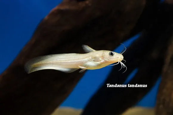 Marbled tandanus catfish (Tandanus tandanus)
