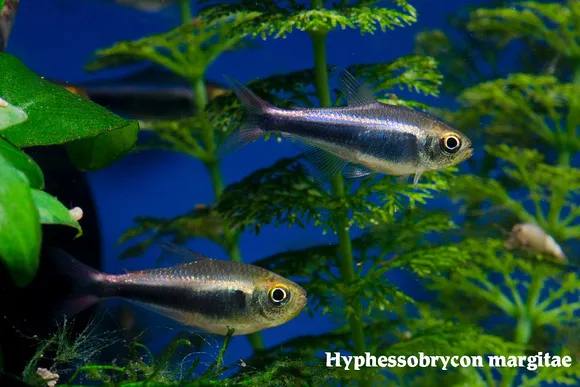Margitae tetra (Hyphessobrycon margitae)