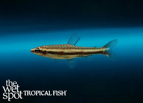 Marilyn's pencilfish (Nannostomus marilynae)