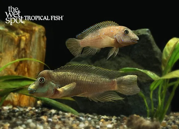 Marlier's goby cichlid (Spathodus marlieri)