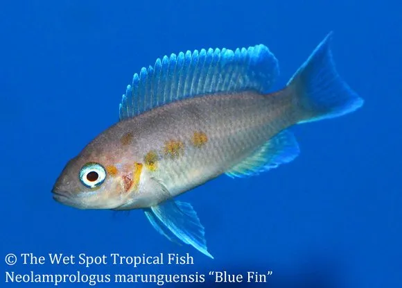 Marungu cichlid (Neolamprologus marunguensis)