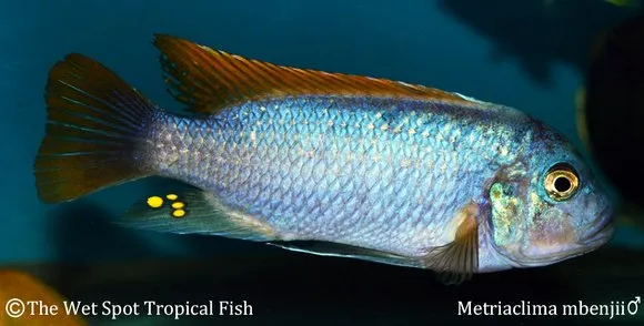 Mbenji zebra (Maylandia mbenjii)