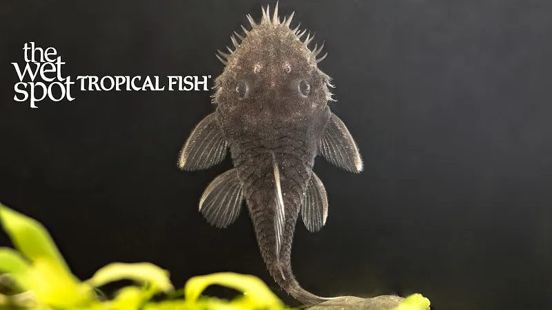 Medusa Pleco (L034) (Ancistrus ranunculus)