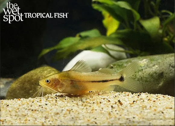 Mees' antenna catfish (Brachyrhamdia meesi)