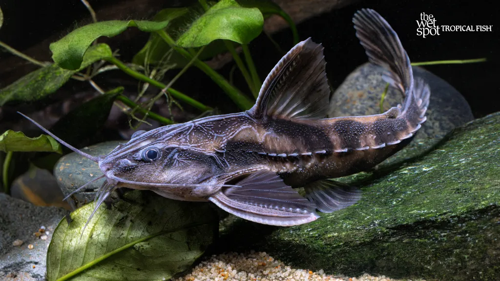 Giant raphael catfish (Megalodoras uranoscopus)