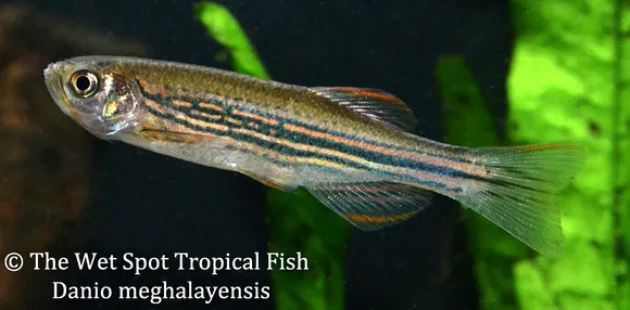 Meghalaya danio (Danio meghalayensis)