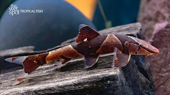 Mekong lizard loach (Homaloptera confuzona)