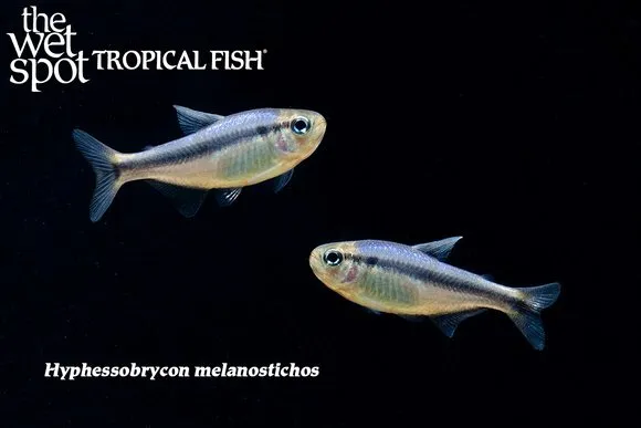 Melanostichos tetra (Hyphessobrycon melanostichos)